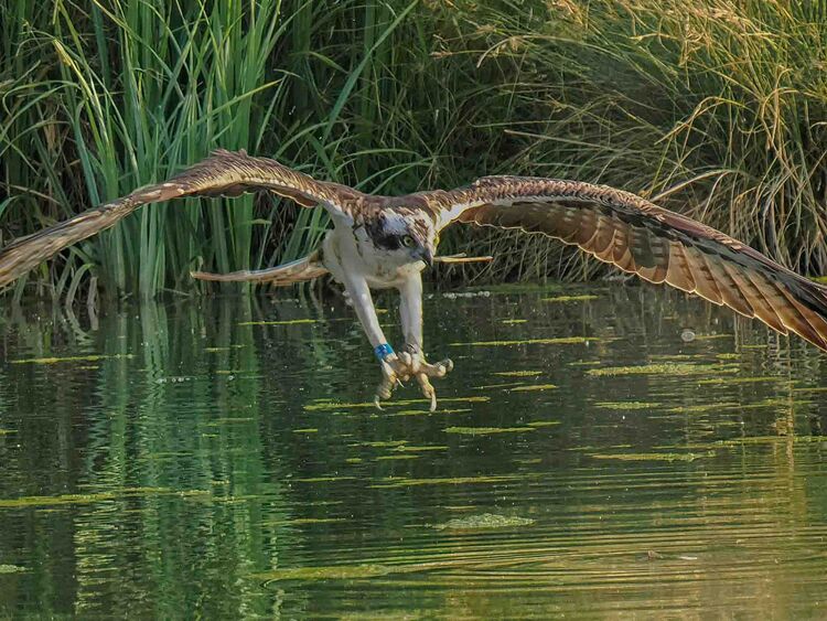 Osprey-3