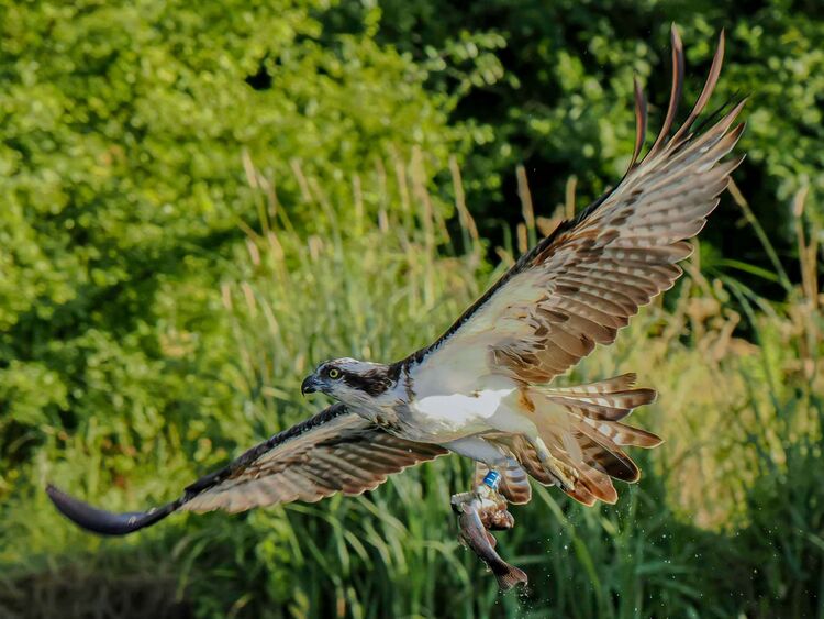Osprey