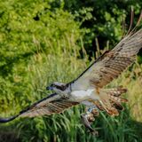 Osprey