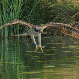 Osprey-3