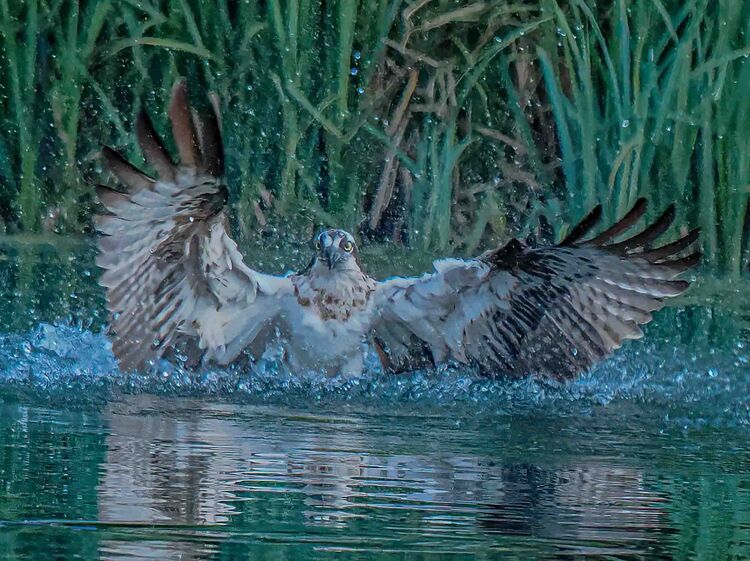 Osprey