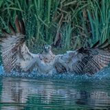 Osprey