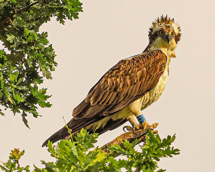 Osprey