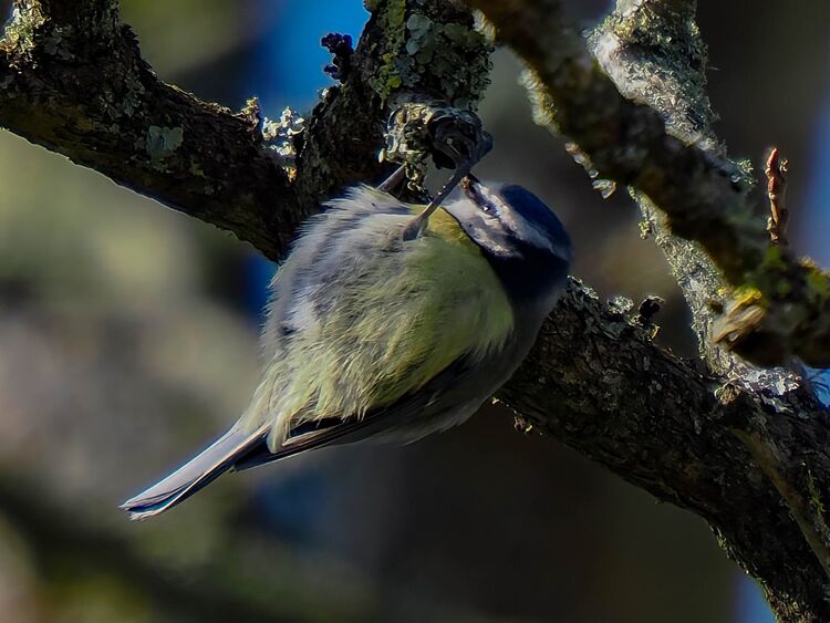 Blue tit