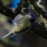 Blue tit