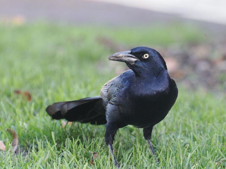 Boat-tailed Grackle