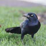 Boat-tailed Grackle