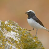 Pied Wheatear