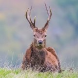 Red Deer