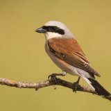 Red-backed-Shrike