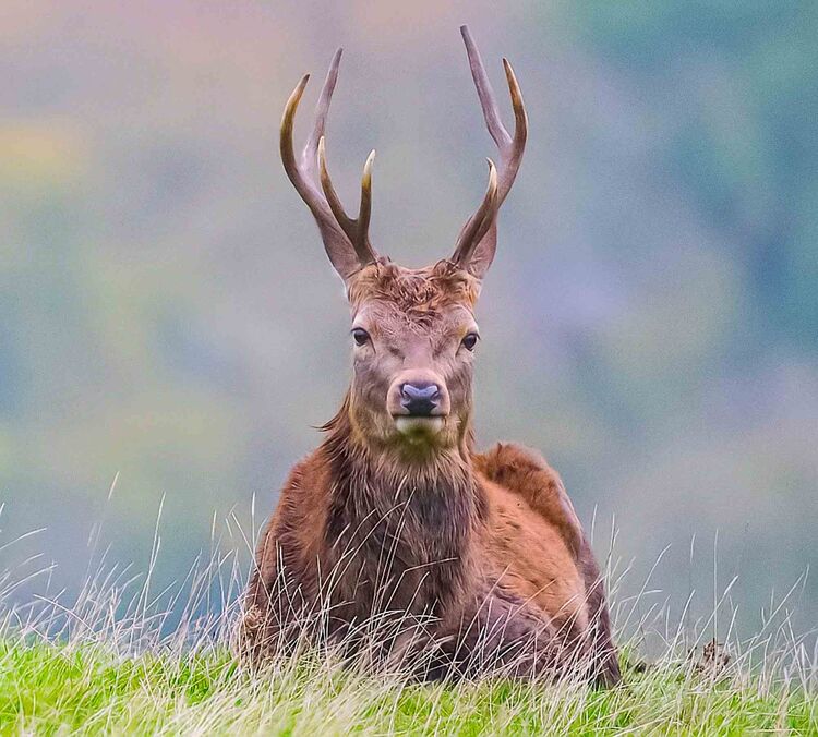 Red Deer