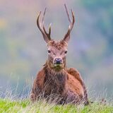 Red Deer