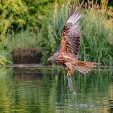 Red Kite
