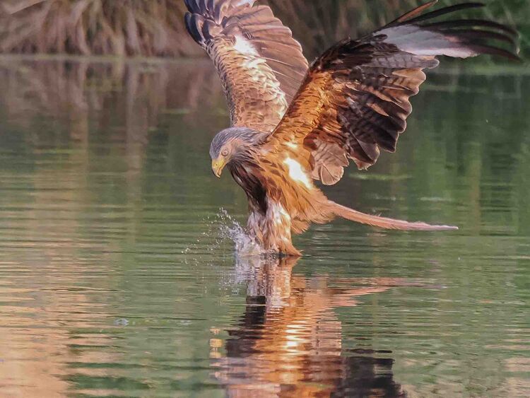 Red Kite