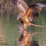 Red Kite