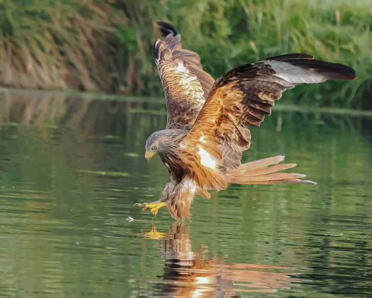Red Kite