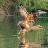 Red Kite