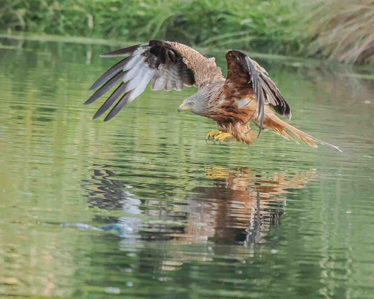 Red Kite