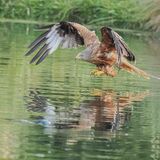 Red Kite
