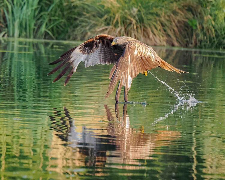 Red Kite