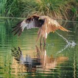 Red Kite