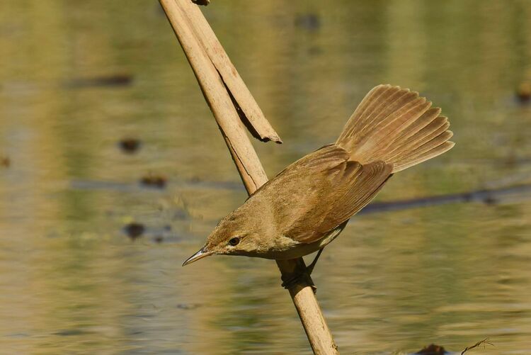 Reed Warbler