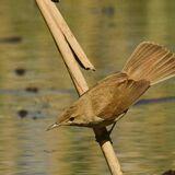 Reed Warbler