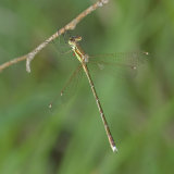 Southern Emerald [bi-coloured pterostigma] la Brenne 2010