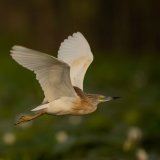Squacco Heron
