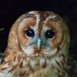 Tawny Owl