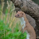 Weasel