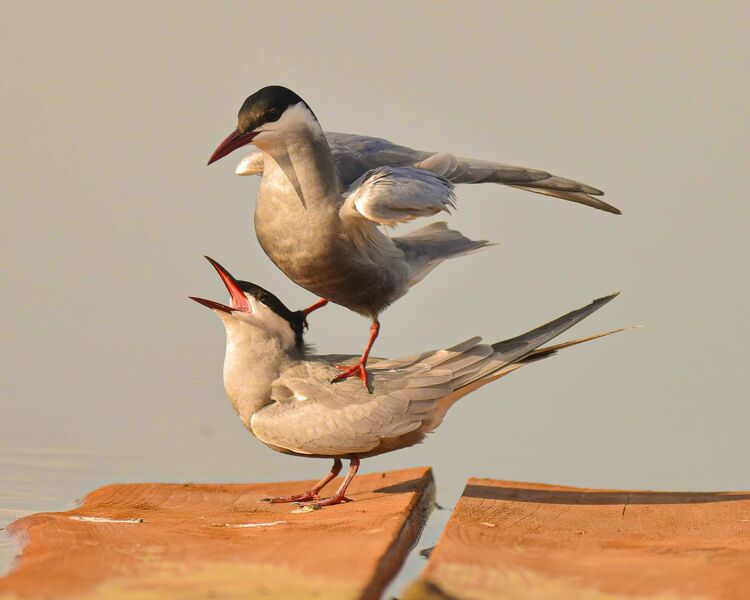 Whiskered Tern