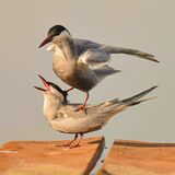 Whiskered Tern