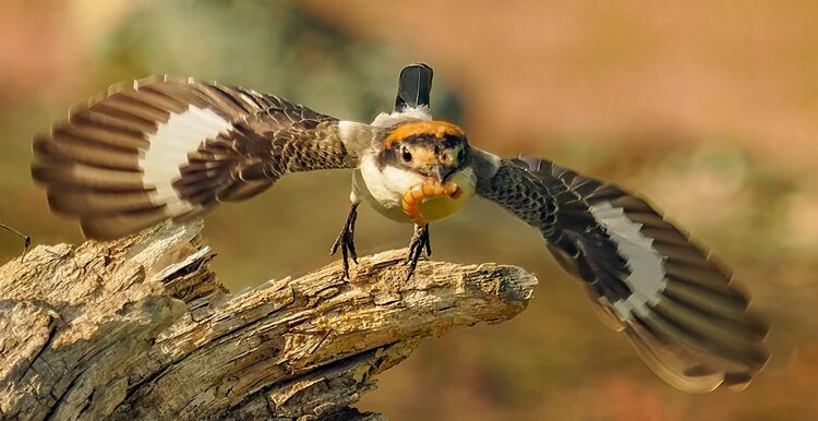 Woodchat Shrike