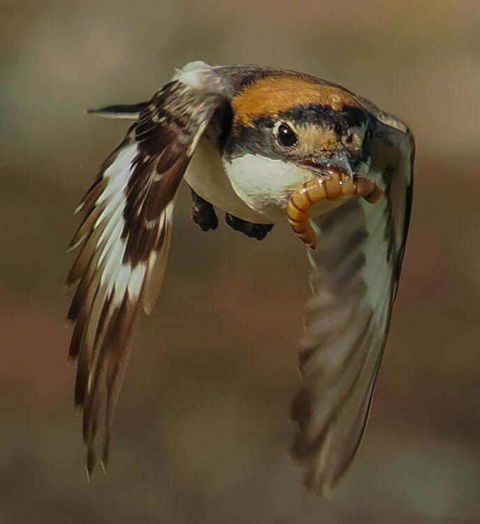 Woodchat Shrike