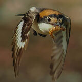 Woodchat Shrike
