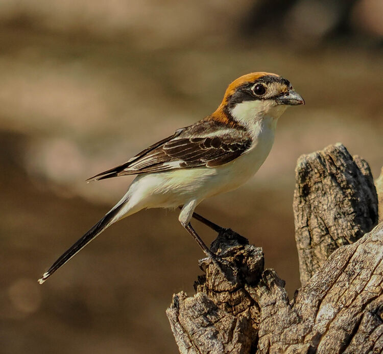 Woodchat Shrike