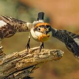 Woodchat Shrike