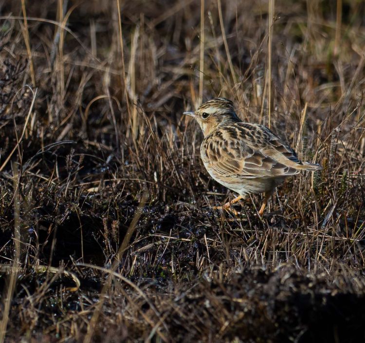 Woodlark