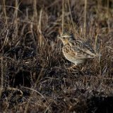 Woodlark