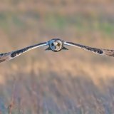 Short- eared Owl