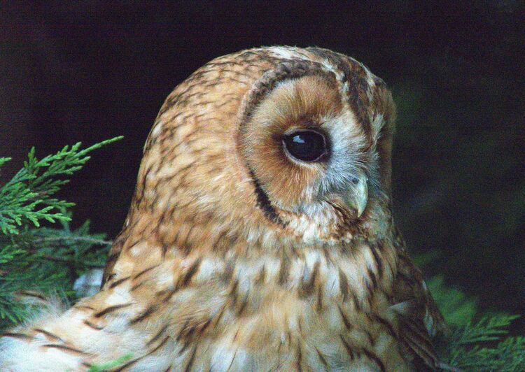 tawny