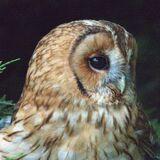 tawny