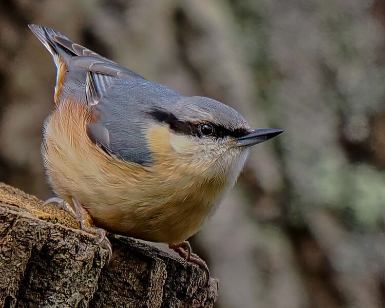 Nuthatch
