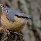 Nuthatch