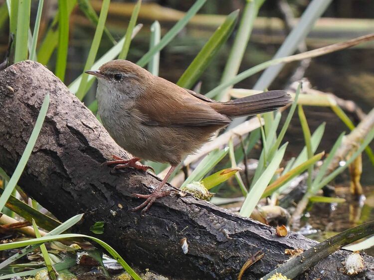 Cetti's Warbler