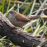Cetti's Warbler