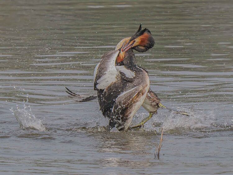 G.C.Grebe