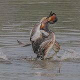 G.C.Grebe