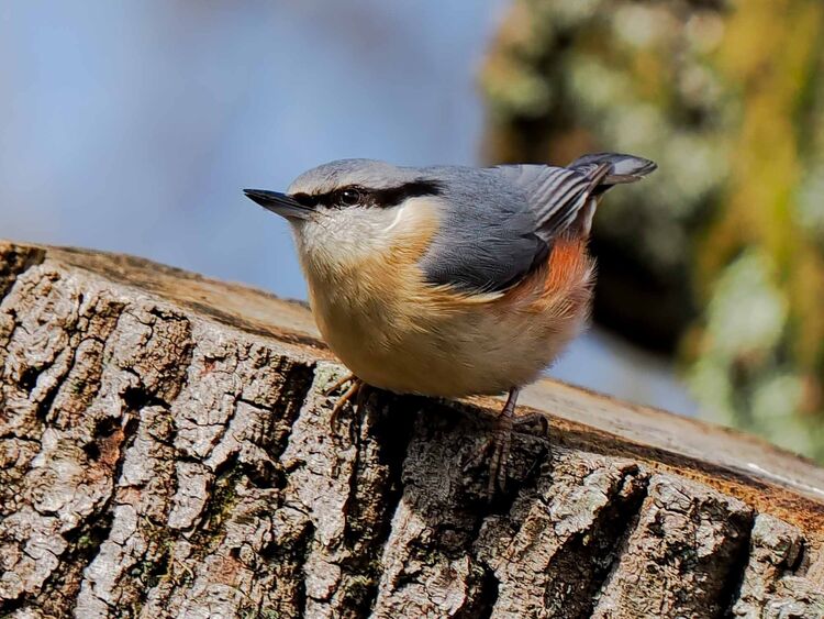 Nuthatch